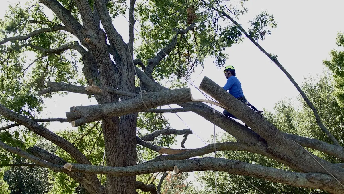 Professional Crown Thinning performed by certified arborists in Ismay